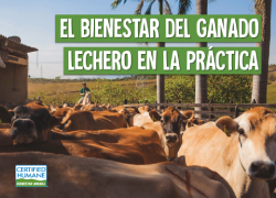 El bienestar del ganado lechero en la práctica